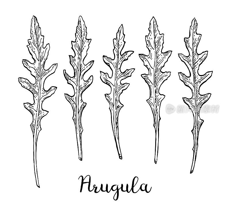 Ink sketch of arugula.